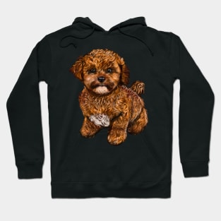 Cavapoochon Cavapoo Cavoodle - Lucky the cute  cavalier King Charles spaniel Bichon frise Hoodie